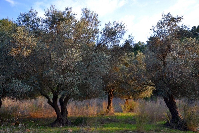 Оливковые рощи